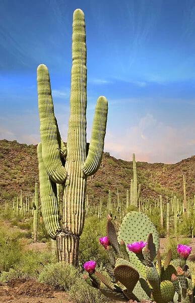 Desert Landscape with Cactus in Arizona (Print #13523595)
