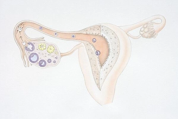 Diagram of human egg being fertilized in the fallopian tube