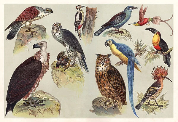 Different kids of birds chromolithography 1888