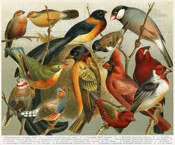 Different Non-european songbirds illustration 1897