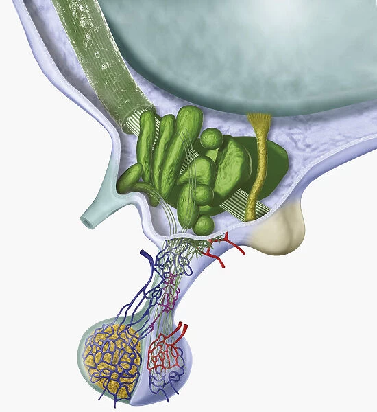 Digital cross section illustration of human hypothalamus and pituitary gland