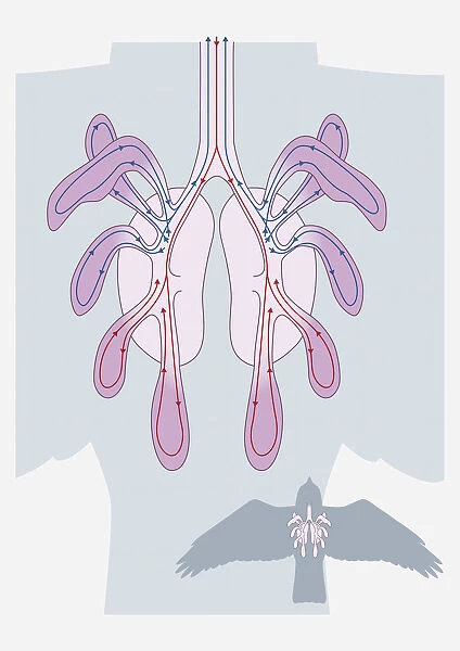 Digital illustration of avian respiratory system