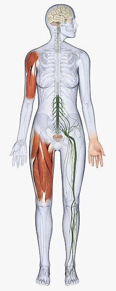 Digital illustration of female anatomy showing brain, muscles in arm and upper leg, nerves from spine to leg, and bladder