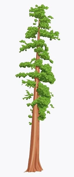 Digital illustration of Sequoia sempervirens (Giant Redwood) tree