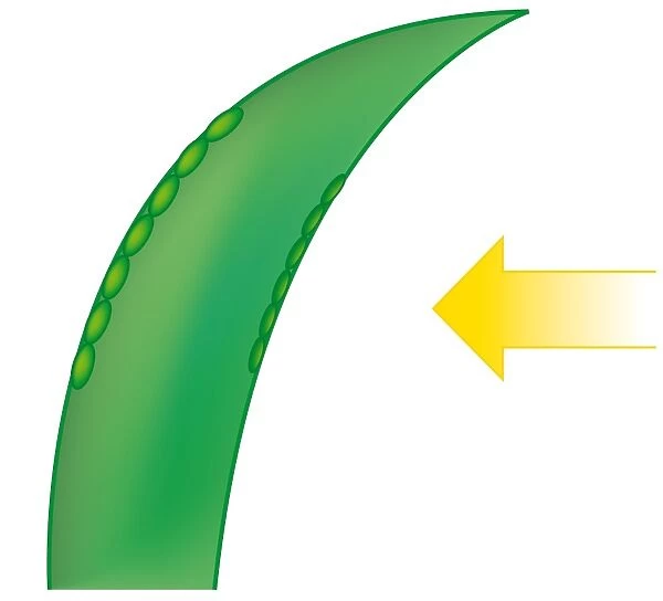 Digital illustration showing leaf growing towards light with auxin on the shaded side of stem