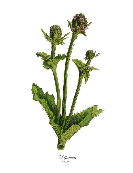 Dipsacus, Teasel Plants, Victorian Botanical Illustration