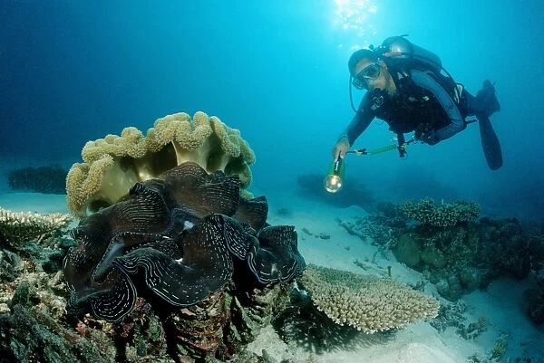 Diver and Fluted Giant Clam (Tridacna squamosa), Indian Ocean, Maldives