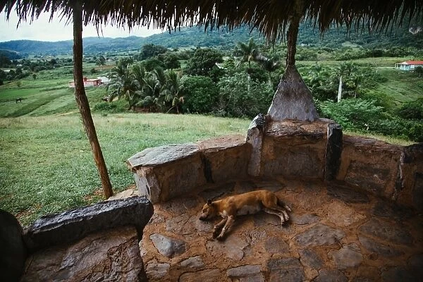 Dog sleeping on vantage point in Vinales valley, in Cuba