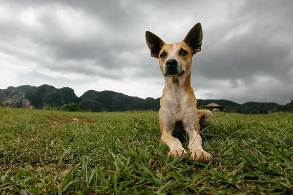 Dog in Vinales, Cuba