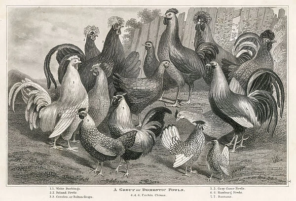 Domestic fowls engraving 1873