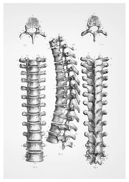 Dorsal vertebrae anatomy illustration 1866