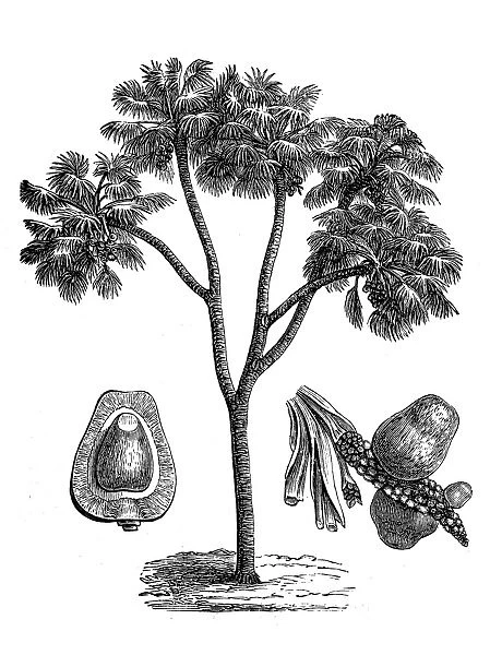 Doum palm - Hyphaene thebaica