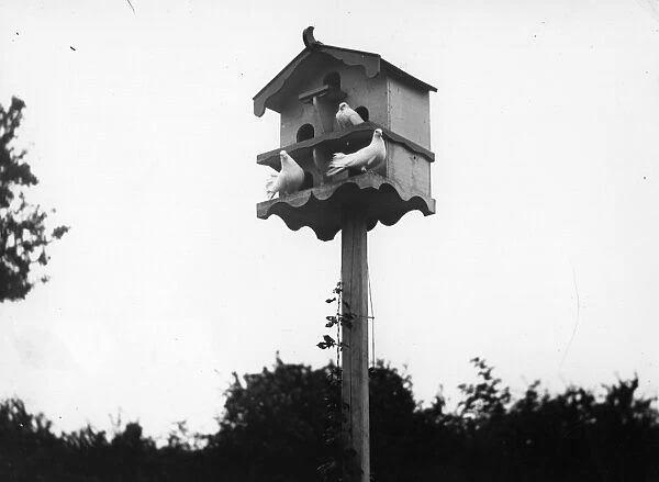 Dove Cote. 1906: Three doves in a dove cote, erected in a Tolstoy Settlement