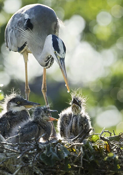 Last drop. Heron feeding their young.Little chicks are not able to eat the whole fish