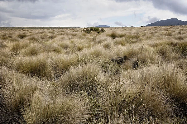 Dry grass on Shira Plateau, Kilimanjaro National Park, Lemosho trail
