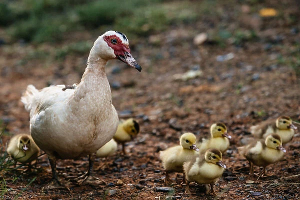 Duck with a brood of ducklings in Vinales valley, Cuba