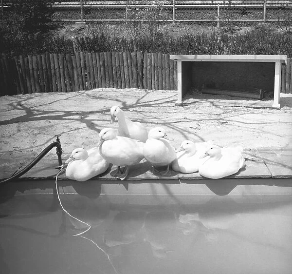 Ducks sitting at water edge, (B&W)