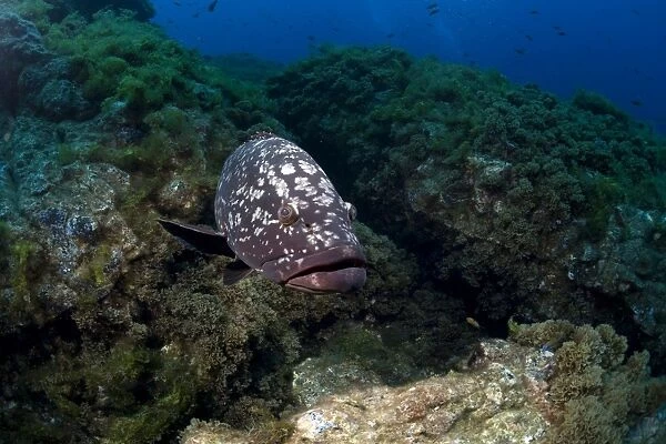 Dusky Grouper or Merou -Epinephelus marginatus-, near Santa Maria, Azores, Atlantic Ocean, Portugal