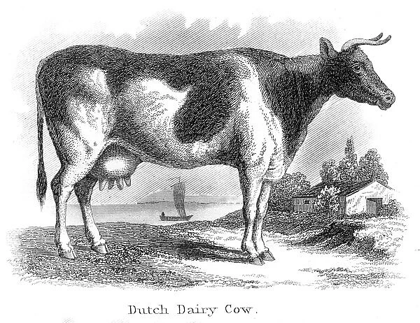 Dutch dairy cow engraving 1873