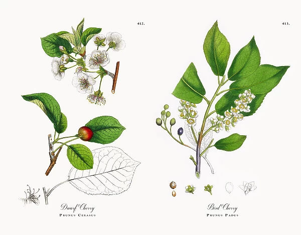 Dwarf Cherry, Prunus Cerasus, Victorian Botanical Illustration, 1863