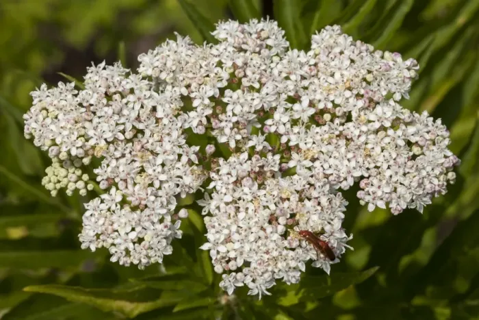 Framed Print : Dwarf Elder Print - Sambucus ebulus Framed Print : Dwarf Elder Print - Sambucus ebulus