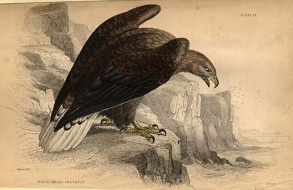 The Eagle. circa 1900: The white-tailed sea eagle. (Photo by Hulton Archive / Getty Images)