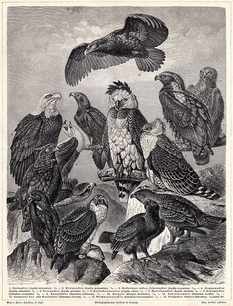 Eagles engraving 1895