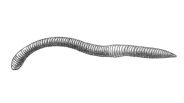 Earthworm (Lombricus Agricola)