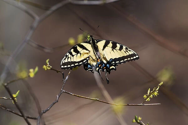 Eastern tiger swallowtail in early spring