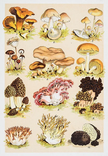 Edible Mushrooms Antique Chromolithograph 1884