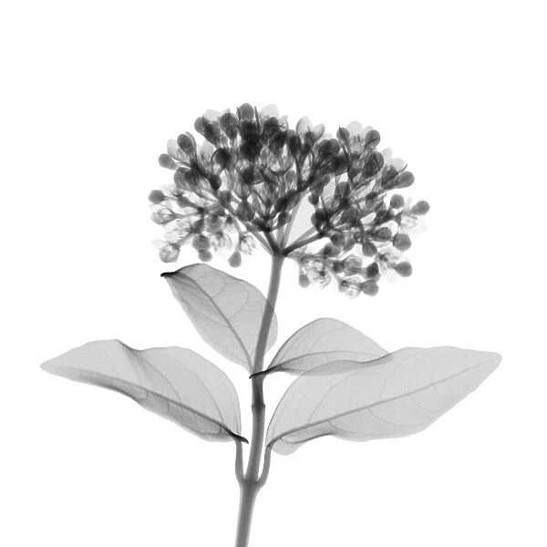 Elderberry, X-ray