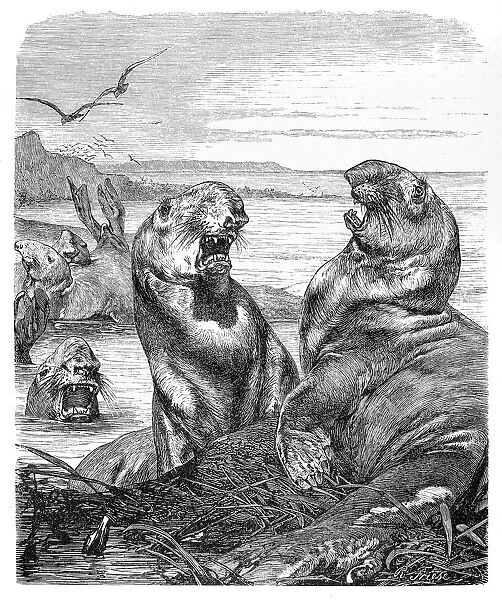 Elephant seal engraving 1896