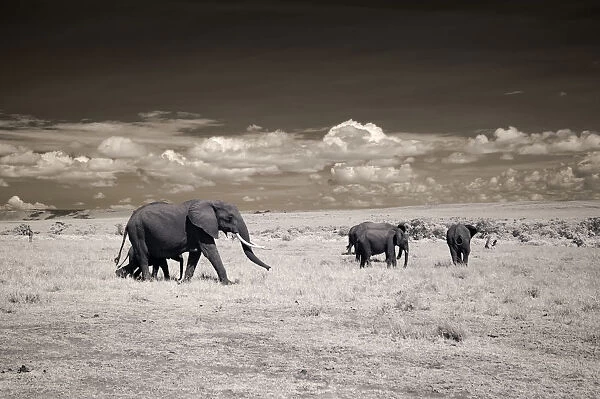 Elephants in Infrared, Masai Mara National Reserve, Kenya, Africa