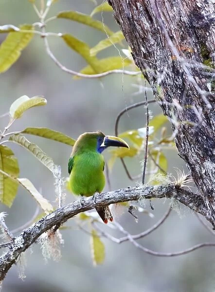 Emerald Toucanet (Aulacorhynchus prasinus) Costa Rica