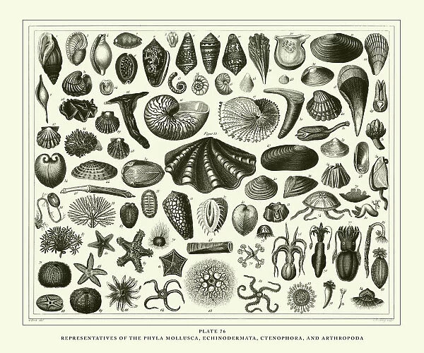 Engraved Antique, Representatives of the Phyla Mollusca, Echindermata, Ctenophora
