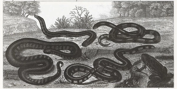 Engraving of reptiles and amphibians from Iconographic Encyclopedia of Science, Literature & Art