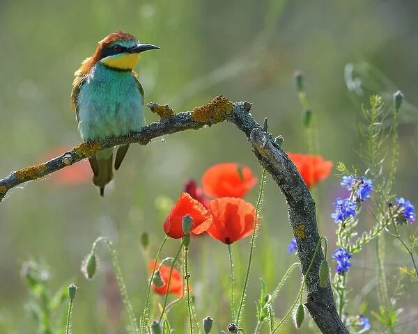 European Bee-eater (Merops apiaster), perched on a branch in a flowering meadow, Kiskunsag National Park, Hungary
