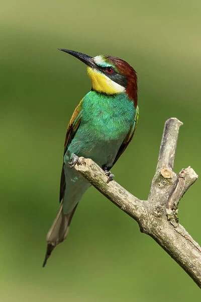 European Bee-eater -Merops apiaster- perched on a lookout, Freiburg im Breisgau, Baden-Wurttemberg, Germany