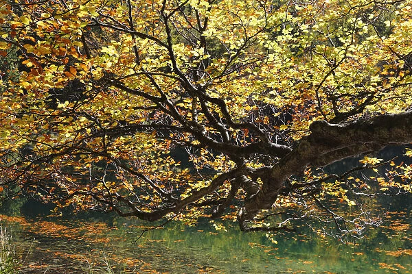 European Beech -Fagus sylvatica- on lake Hinterer Langbathsee in autumn, Ebensee, Salzkammergut region, Upper Austria, Austria, Europe