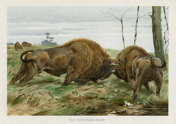 European bison chromolithograph 1896