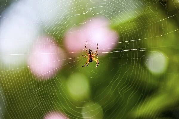 European Garden Spider or Cross Orbweaver -Araneus diadematus- with prey in its web, Hesse, Germany, Europe, PublicGround