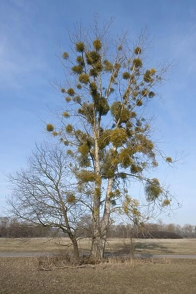 European Mistletoe or Common Mistletoe -Viscum album- growing on a Poplar tree -Populus sp-, Saxony-Anhalt, Germany