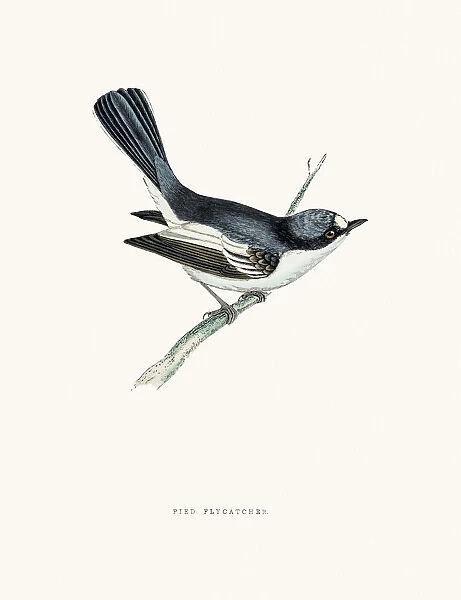 European pied flycatcher bird
