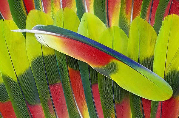 Extreme close-up of Amazon Parrot tail feathers