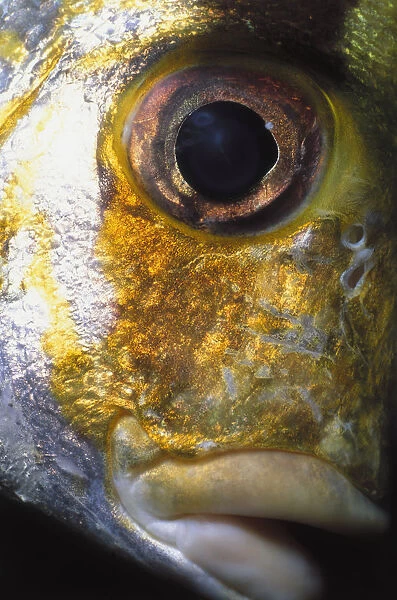 Eye of Porkfish
