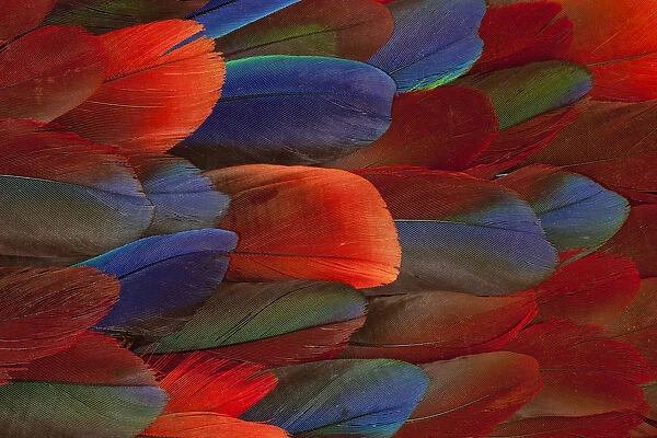 Female Eclectus Parrot Feather Design