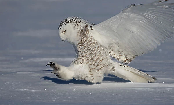 Female snowy owl prepares to catch its prey in Canada