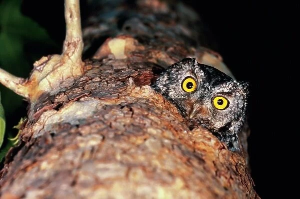 Female whiskered screech-owl (Otus trichopsis) peering from nest
