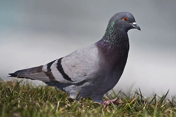Feral pigeon -Columba livia-