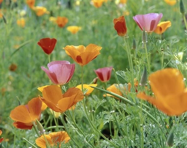Field of Colourful Californian Poppy Flowers